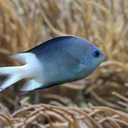 Spiny chromis