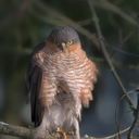 Eurasian sparrowhawk