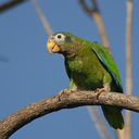 Yellow-billed parrot