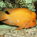 Midas cichlid