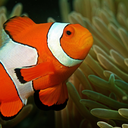 Clown anemonefish