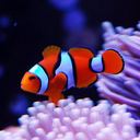 Orange clownfish