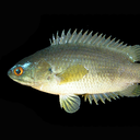 Climbing perch