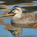 Eastern spot-billed duck