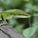 Green anole