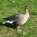 Pink-footed goose