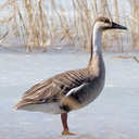 Swan goose