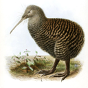 Great spotted kiwi