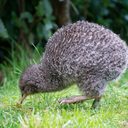 Little spotted kiwi