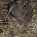 Okarito brown kiwi