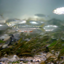 Mexican tetra