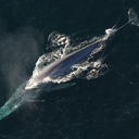 Blue whale