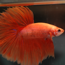 Siamese fighting fish