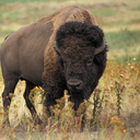 American bison