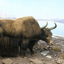 Wild yak