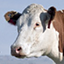 Cattle - Norwegian Red (NRF)