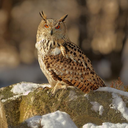 Eurasian eagle-owl