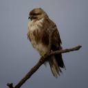 Eastern buzzard
