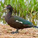 Muscovy Duck (domestic type)