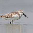 Spoon-billed sandpiper