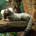 White-tufted-ear marmoset