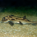 Elephant shark