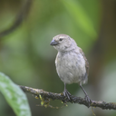 Small tree finch