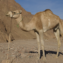 Arabian camel