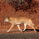 Dingo