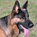 Dog - German Shepherd