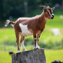Goat (black bengal)