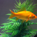 Goldfish