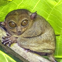 Tarsier