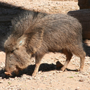 Chacoan peccary