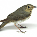 Swainson's thrush