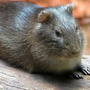 Brazilian guinea pig