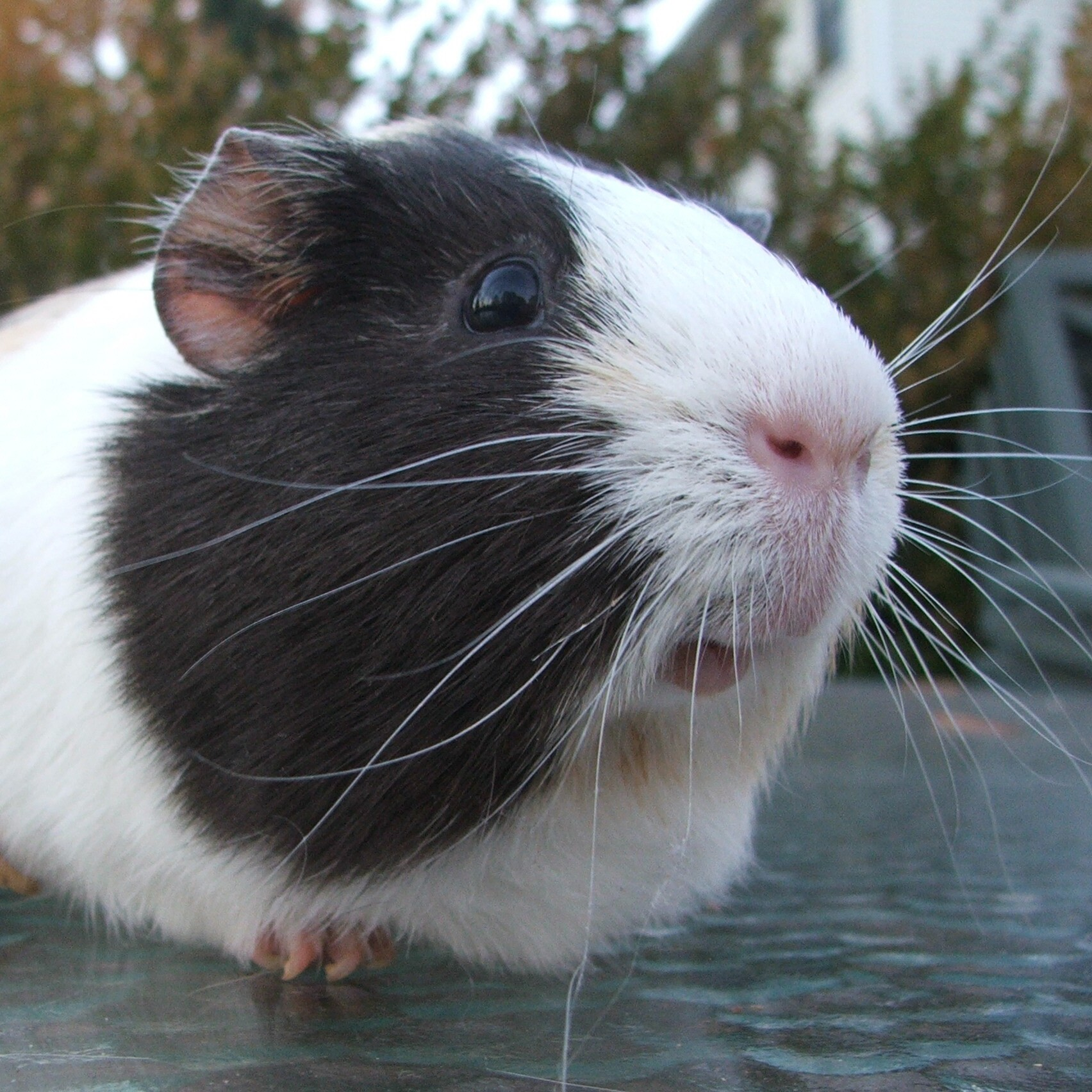 Guinea Pig