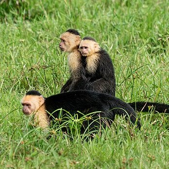 Panamanian white-faced capuchin