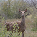 Yarkand deer