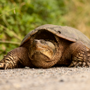 Common snapping turtle