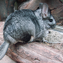 Long-tailed chinchilla