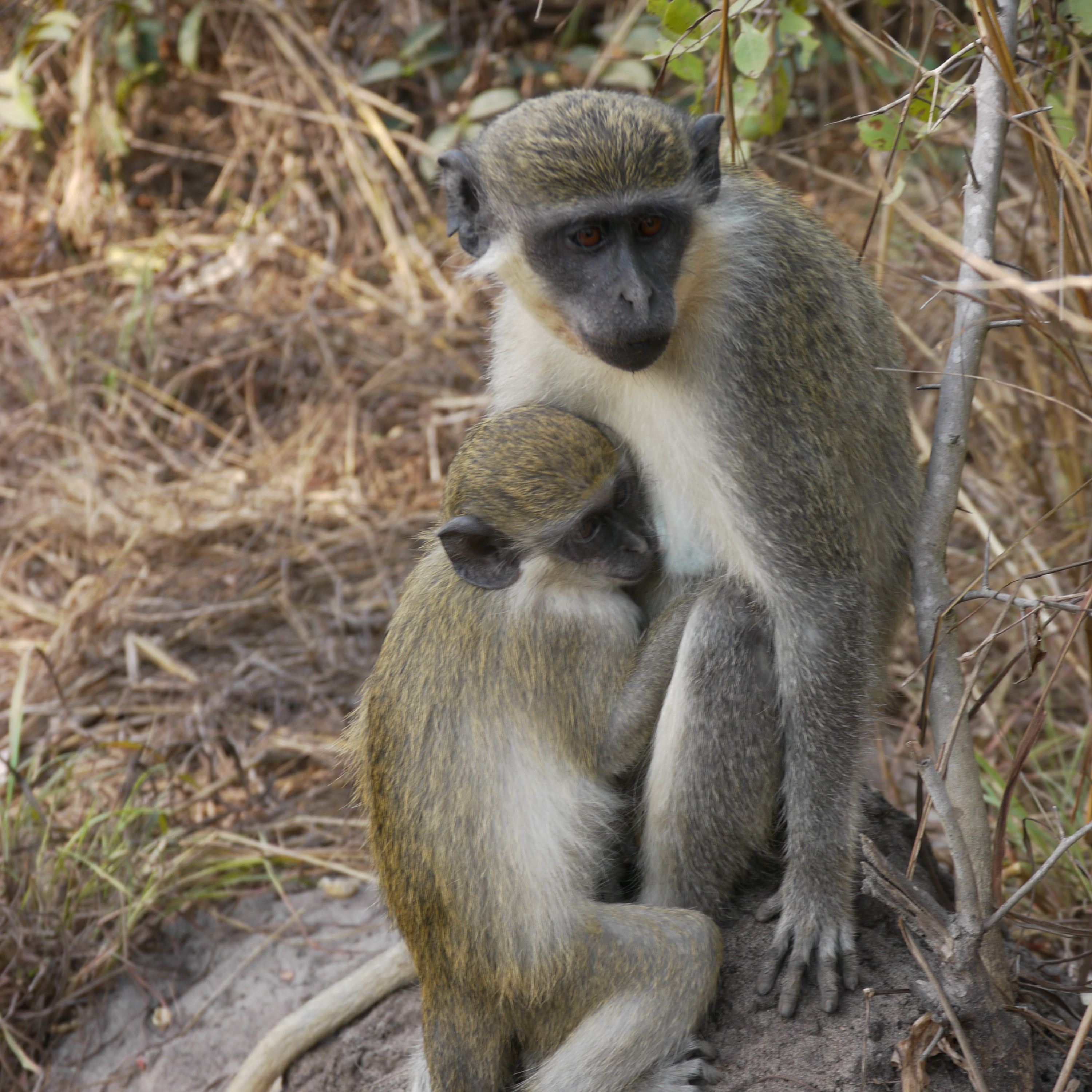 Vervet-AGM