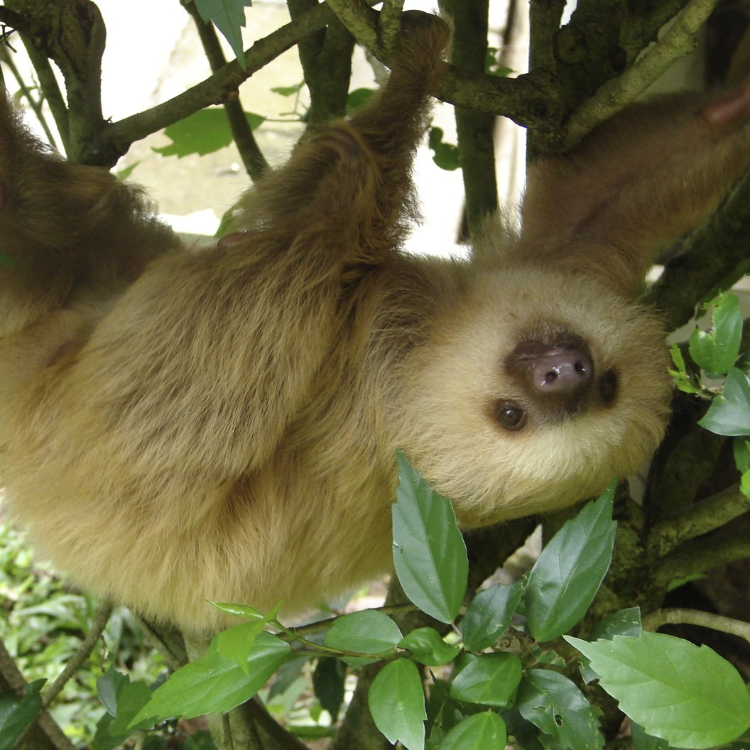 Sloth