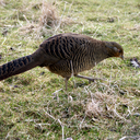 Golden pheasant