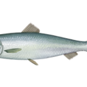 Atlantic herring 