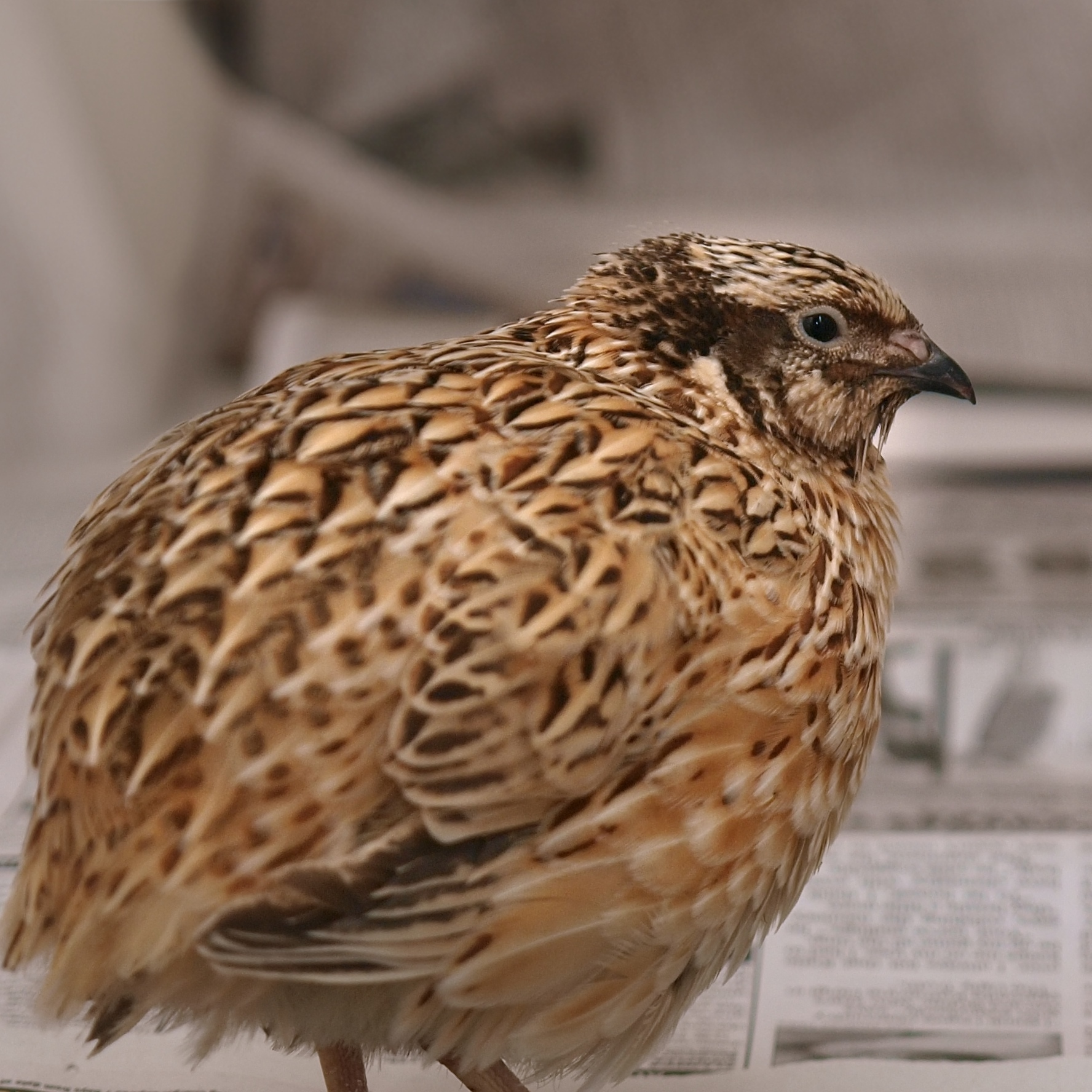 Japanese quail