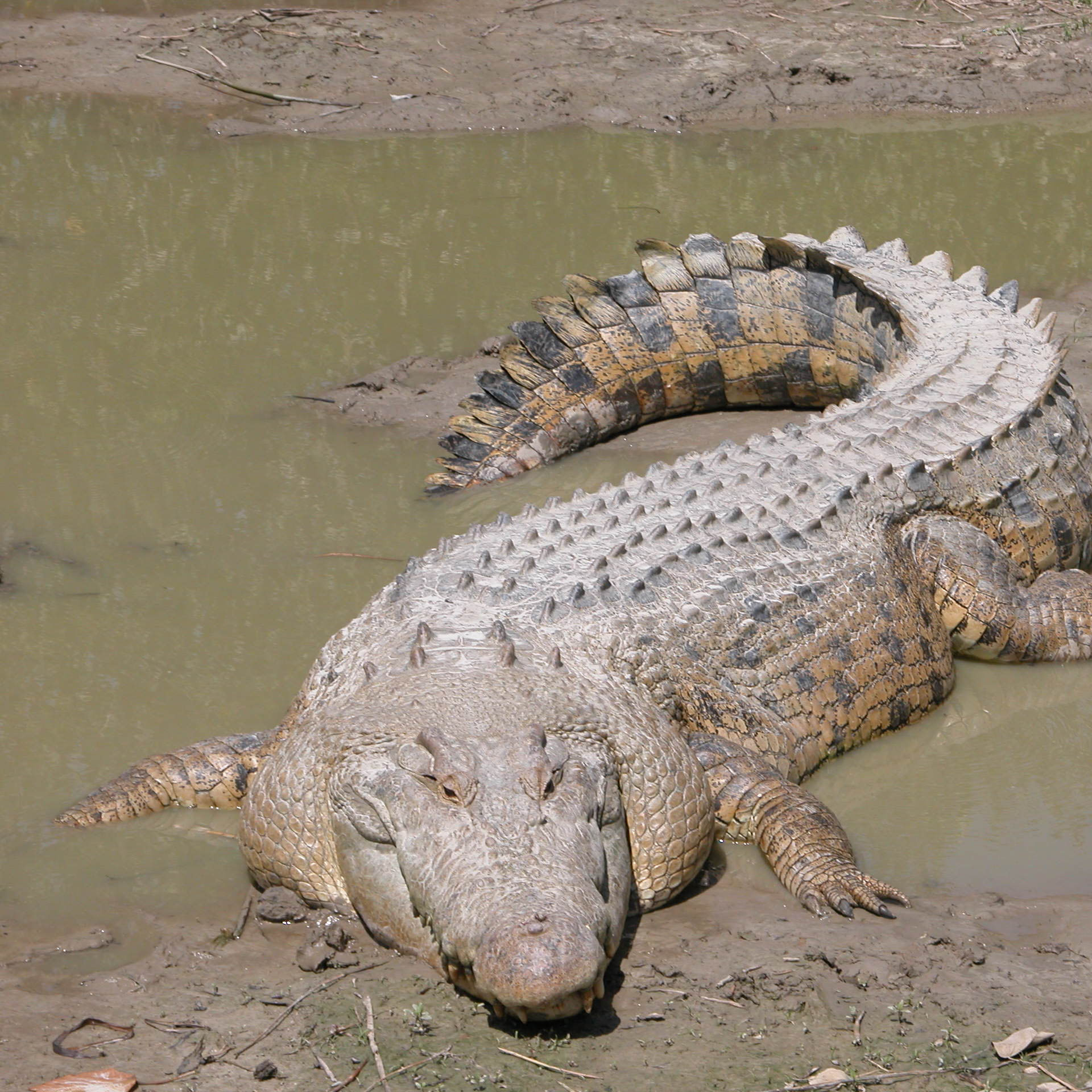 Australian saltwater crocodile