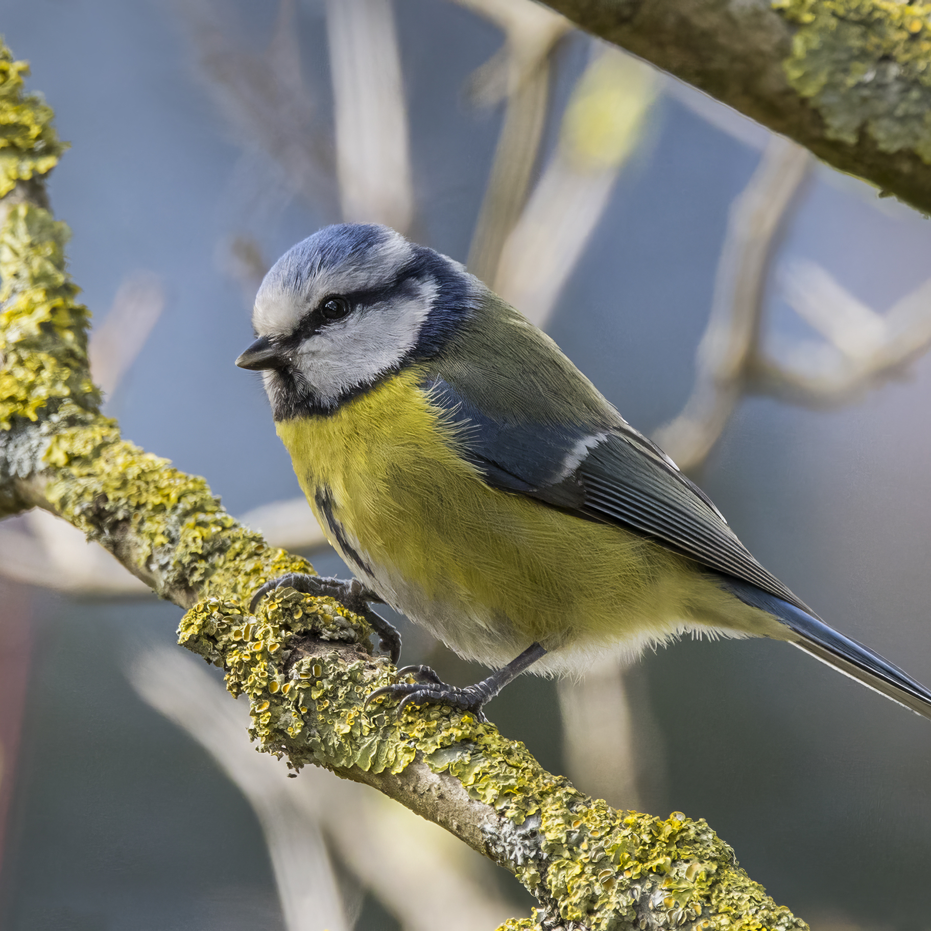 Blue tit