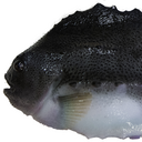 Lumpfish