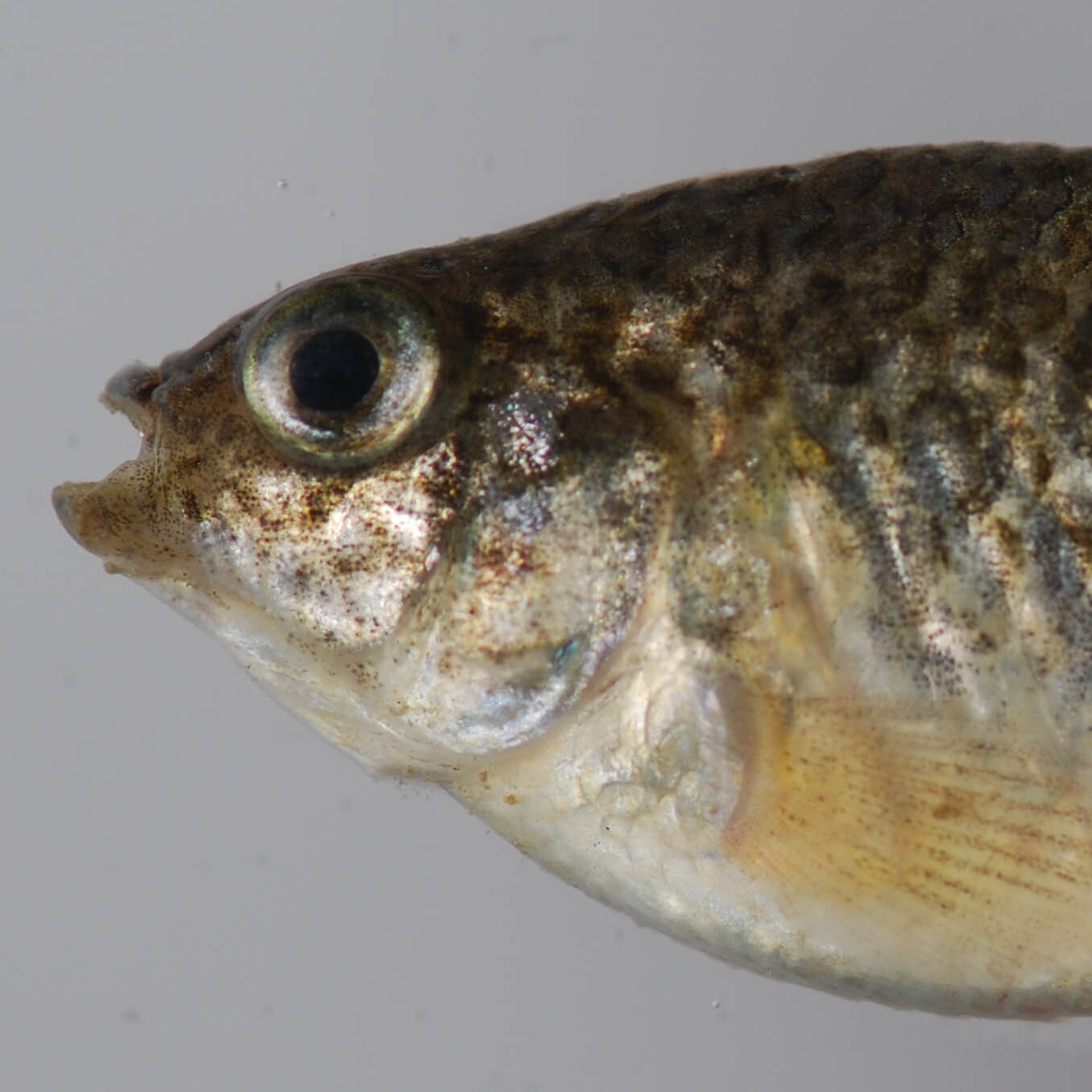 Sheepshead minnow